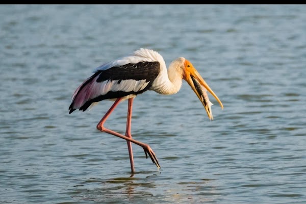 Yala National Park 2