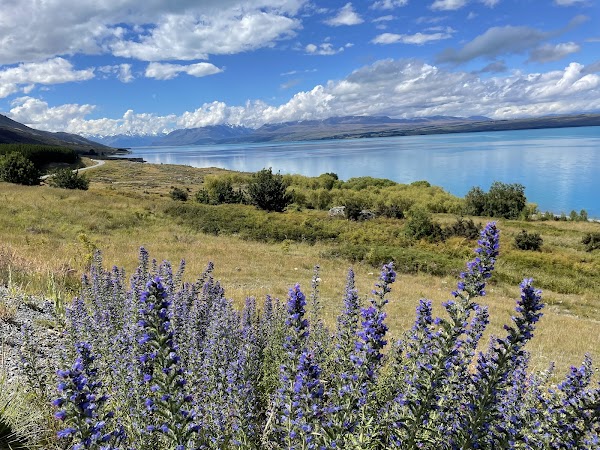 Tapataia Mahaka Peter's Lookout (Lake Pukaki Viewpoint) (Mount Cook Road) 3