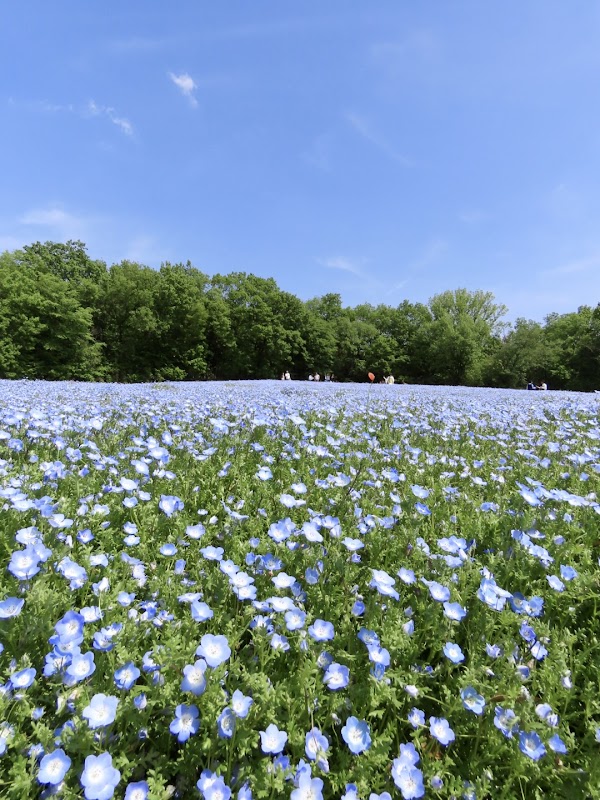 Musashi Kyuryo National Government Park 3