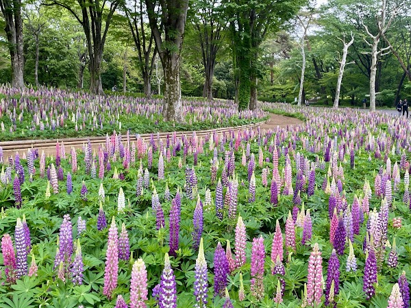Musashi Kyuryo National Government Park 2