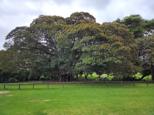 Royal Botanic Garden Sydney 3