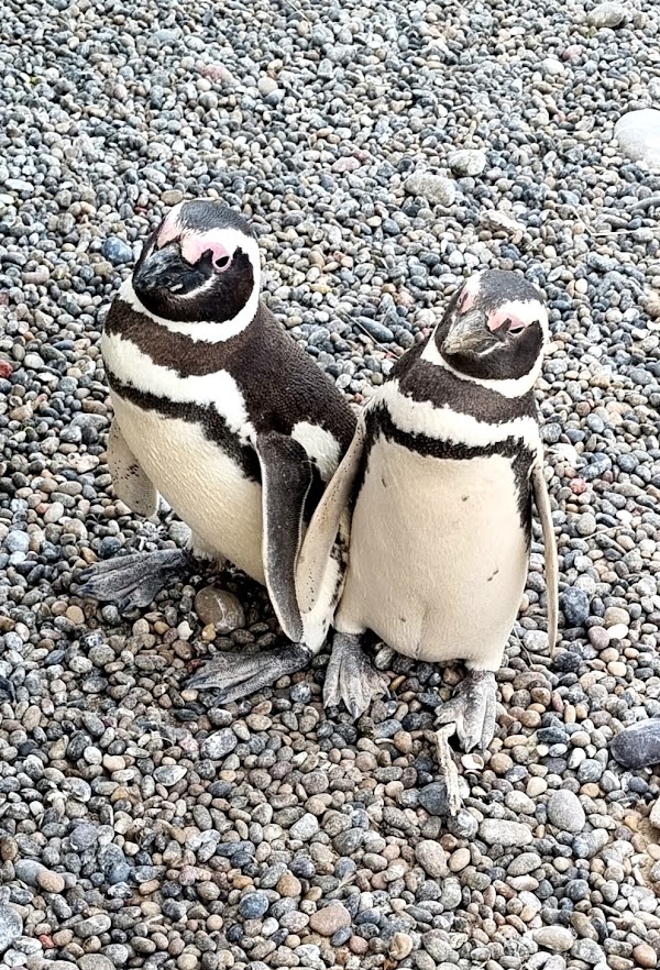 Patagonia 1