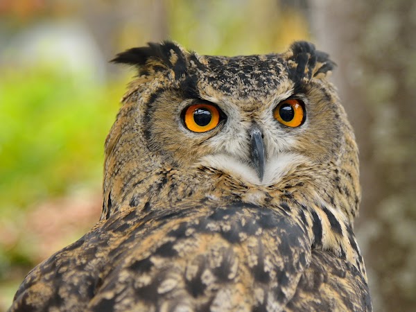 Yufuin Floral Village 4