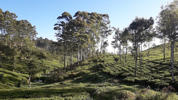 Lipton Seat Road 3