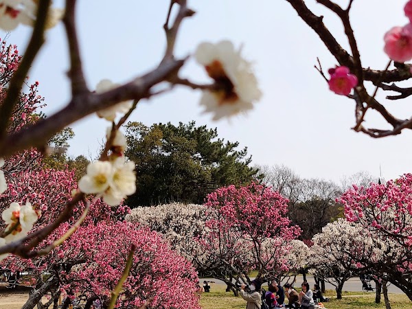 Hattori Ryokuchi Park 5