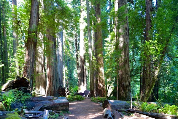 Stout Grove