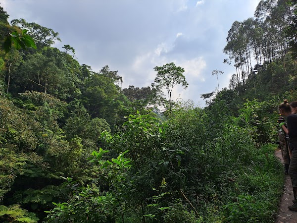 Bwindi Impenetrable Forest