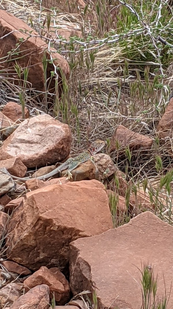Robbers Roost 3