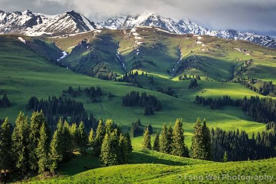 Tangbula Grassland