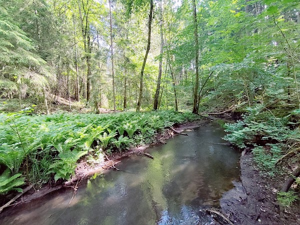 Naturreservat Mariedalsån
