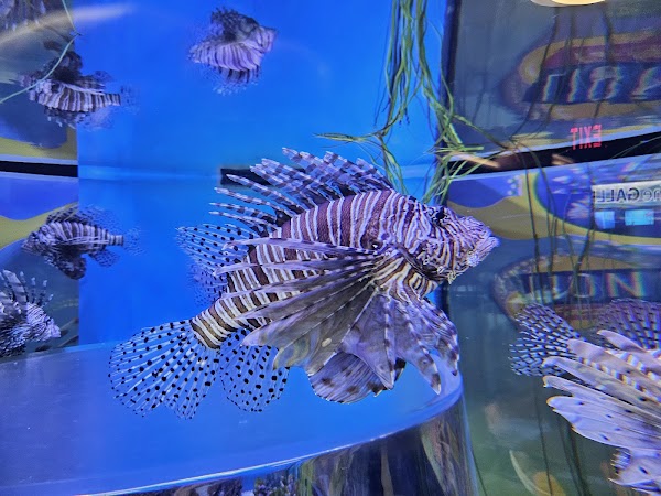 Ripley's Aquarium of Canada 4