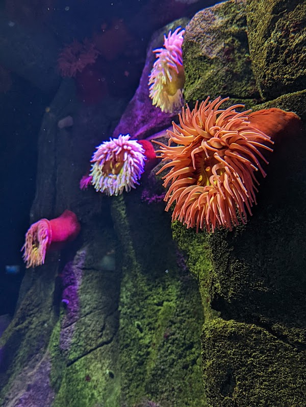 Ripley's Aquarium of Canada 3