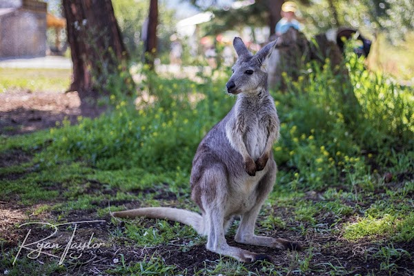 Kangaroo Creek Farm 5