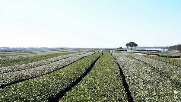 Osulloc Green Tea Field 1