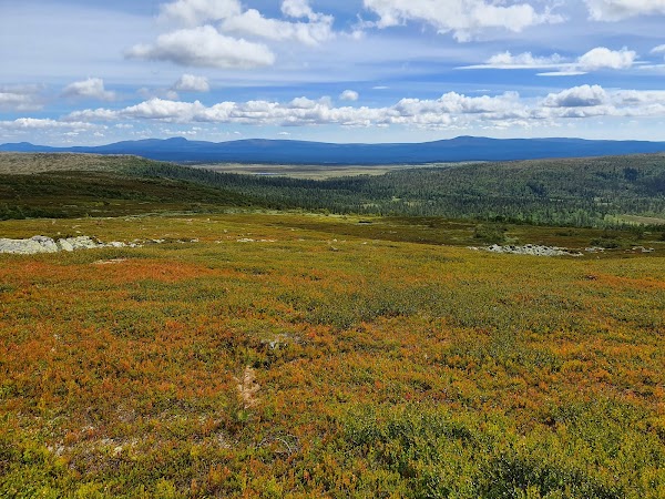 Städjan-Nipfjället reserve