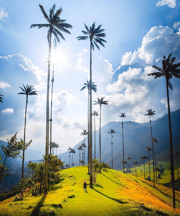 Cocora Valley 5