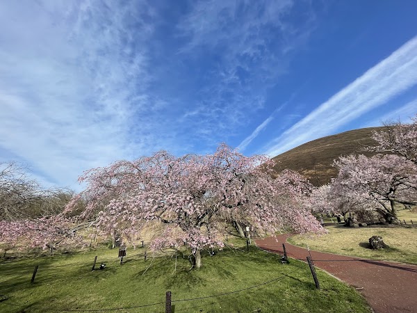 Sakura no sato 1