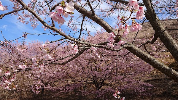 Sakura no sato 5