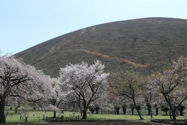 Sakura no sato 4