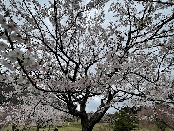 Sakura no sato 3
