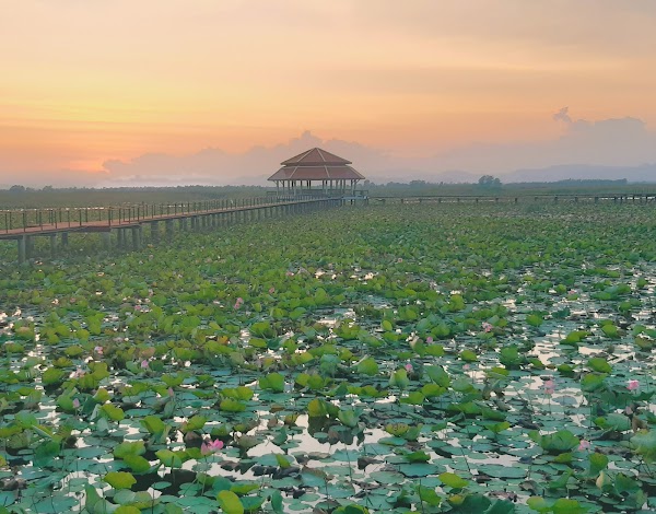 Bueng Bua Wood Boardwalk(Thung Sam Roi Yot) 3