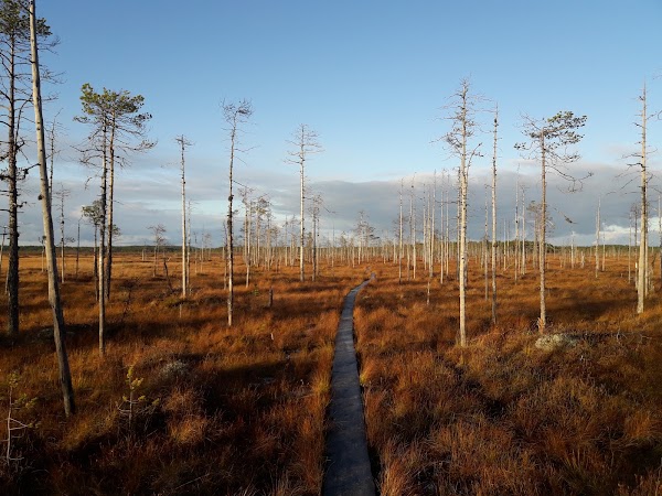 Patvinsuo National Park 1