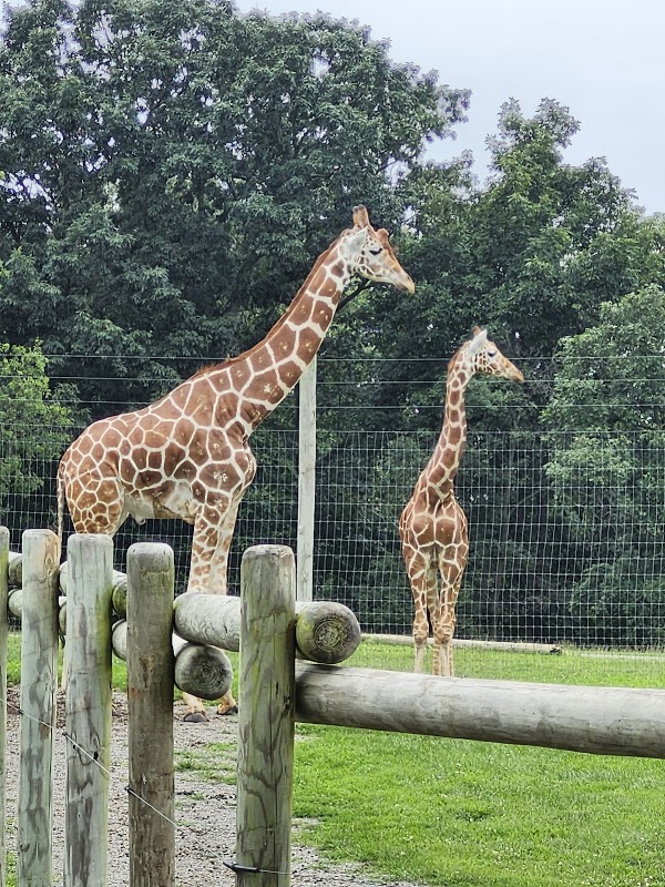 Giraffe feeding area 1