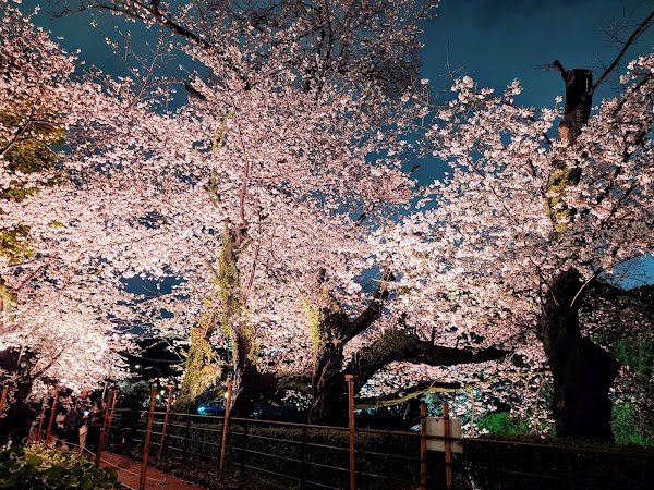 Chidorigafuchi