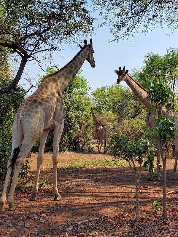 Mosi-oa-Tunya National Park 3