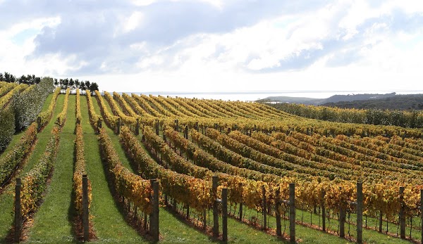 Ghost Rock Wines Tasmania