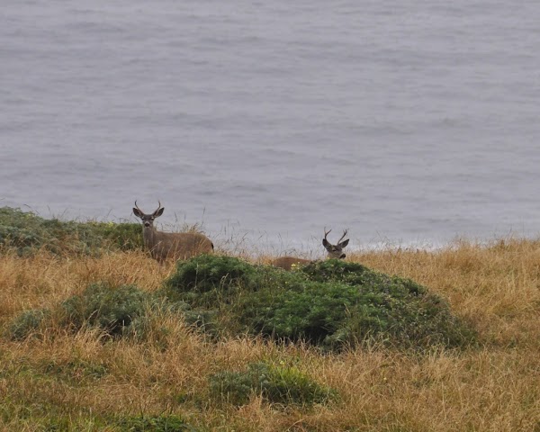 Point Reyes 3