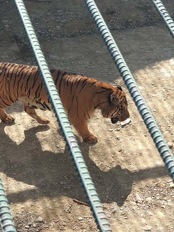 Jinyangho Zoo 3