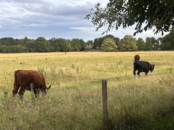 Petersham Meadows 1