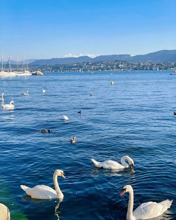 Lake Zurich 3