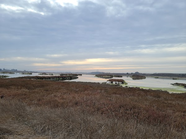 Elkhorn Slough 5