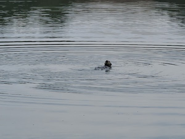 Elkhorn Slough 4