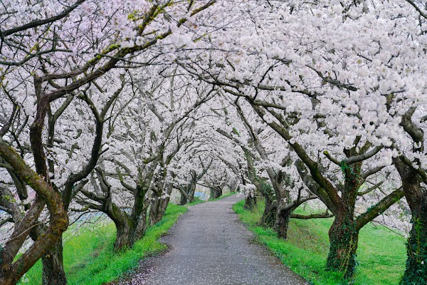 Nagarekawa Cherry Blossoms