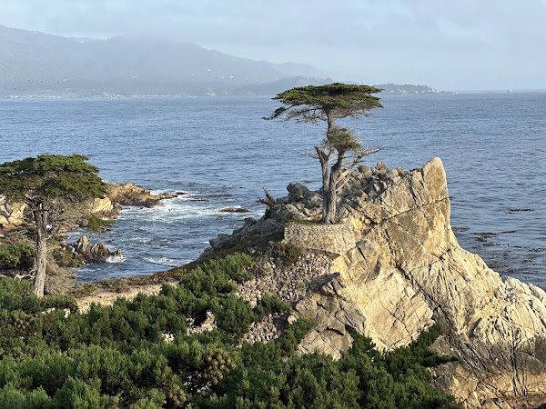 Lone Cypress