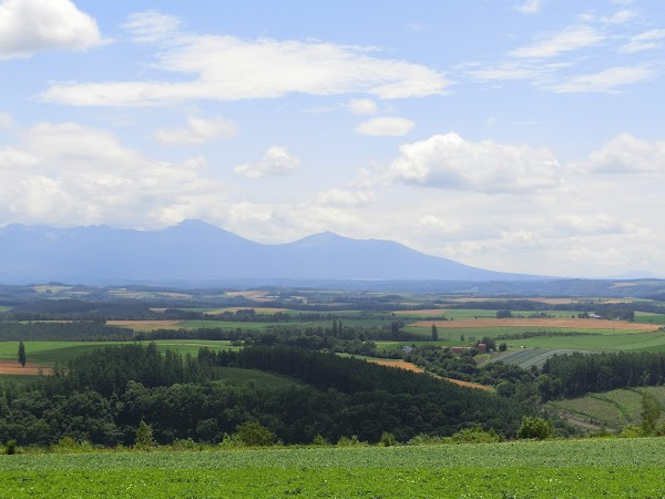 Biei