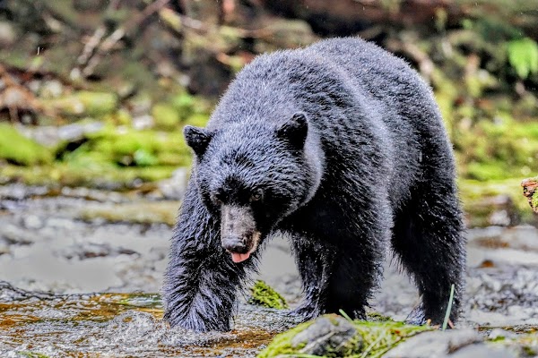 Great Bear Rainforest 1