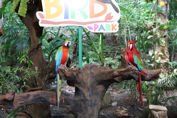 Phuket Bird Park 5