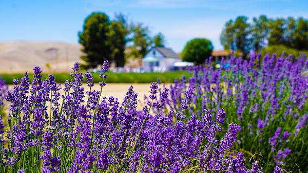 The Lavender Garden 1