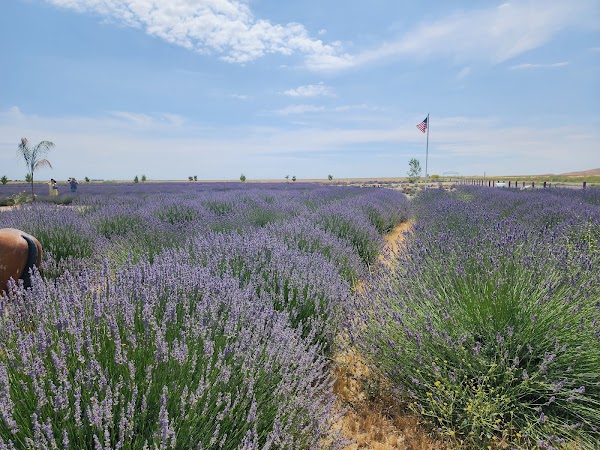 The Lavender Garden 5