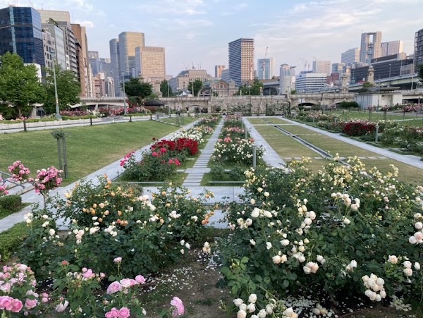Nakanoshima Rose Garden 1