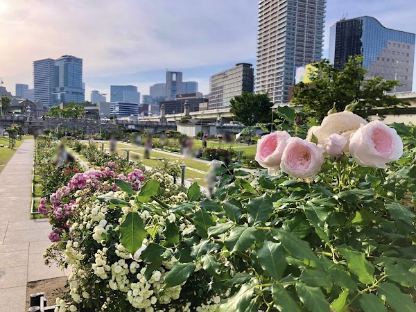 Nakanoshima Rose Garden 5