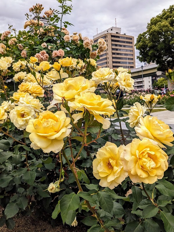 Nakanoshima Rose Garden 4