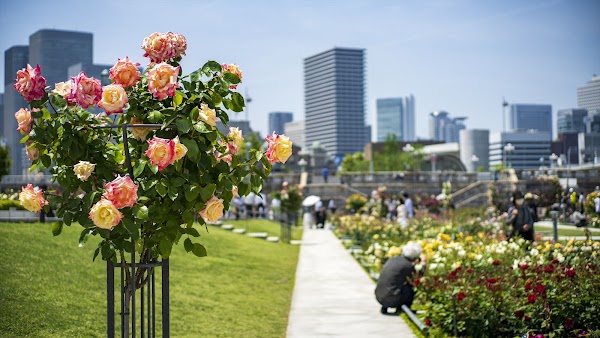 Nakanoshima Rose Garden 2