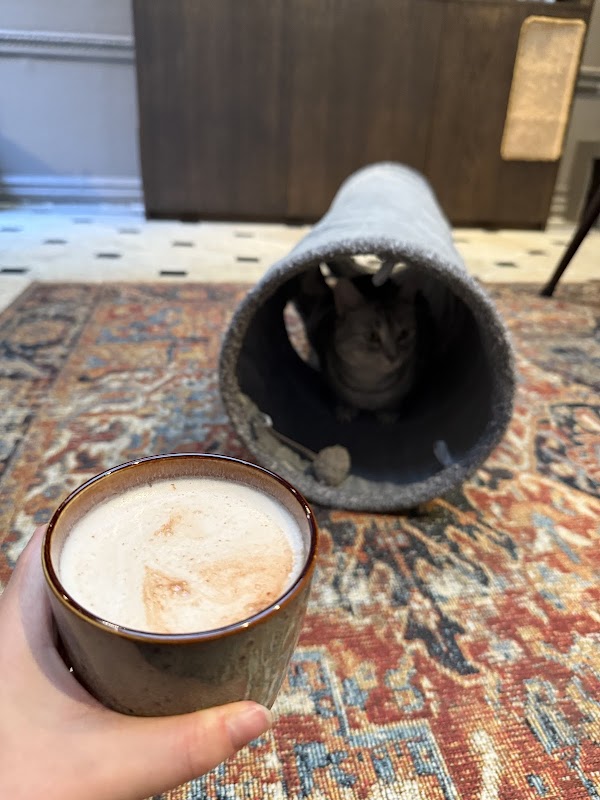 Java Whiskers Cat Café Marylebone 4