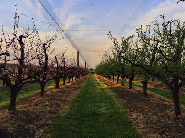 Glenbernie Orchard