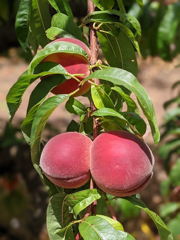 Glenbernie Orchard 5
